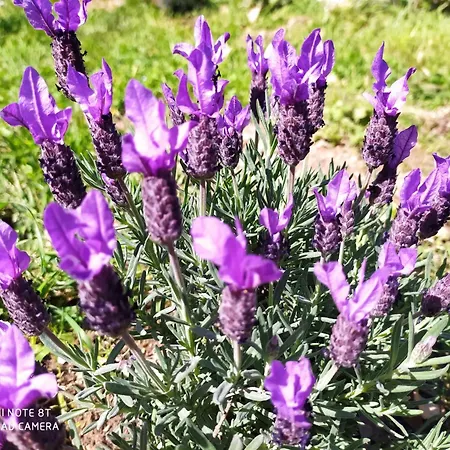 Prázdninový dům Casa Collicello Relax