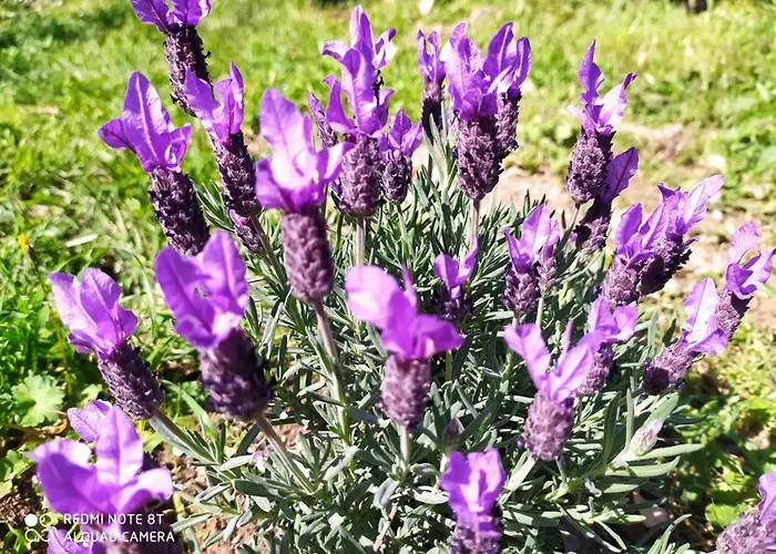 Prázdninový dům Casa Collicello Relax